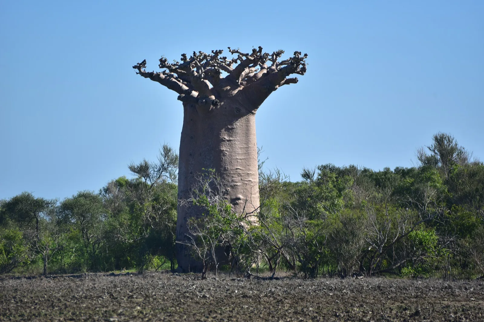 Adansonia perrieri