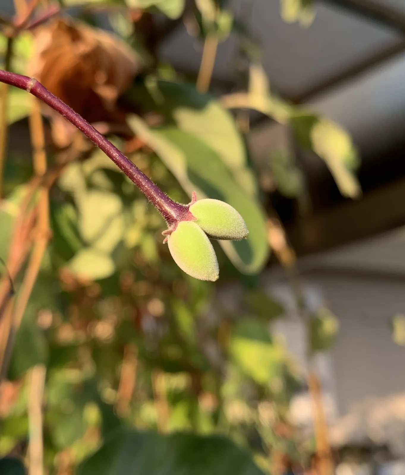 Baseonema gregorii