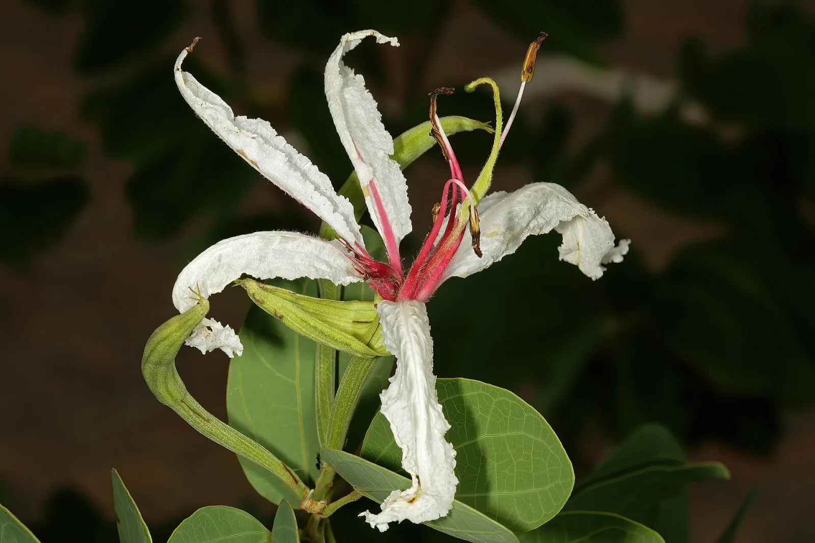 Bauhinia petersiana