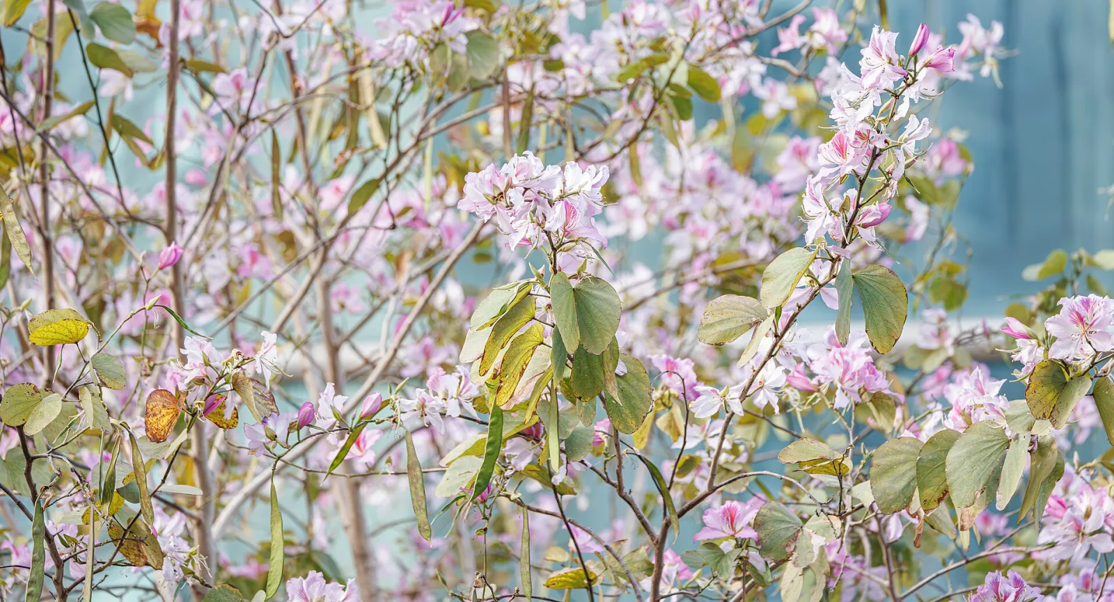 Bauhinia variegata