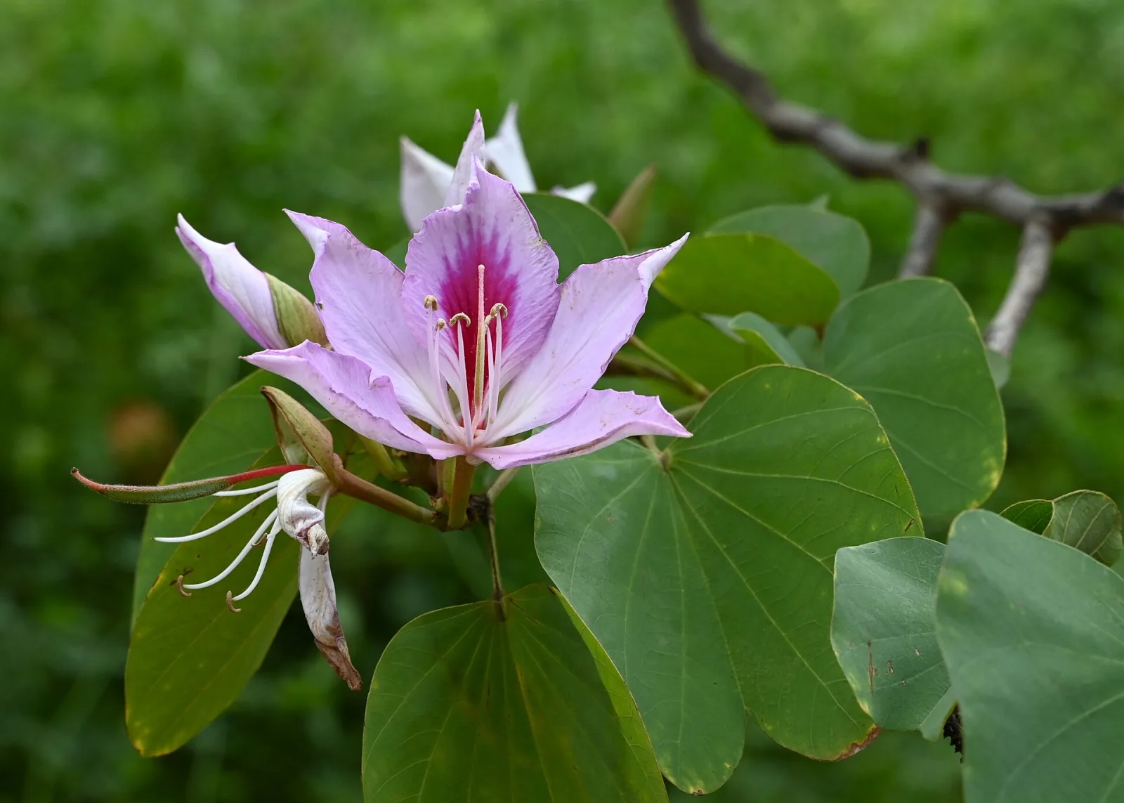Bauhinia variegata