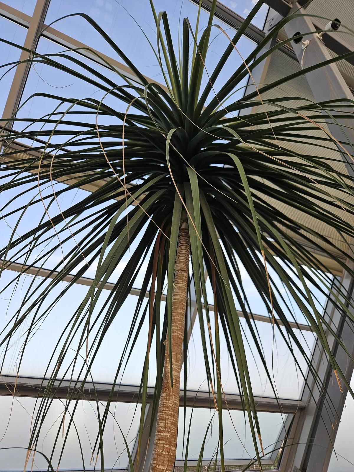 Beaucarnea guatemalensis