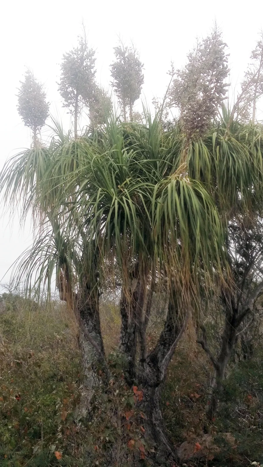 Beaucarnea recurvata