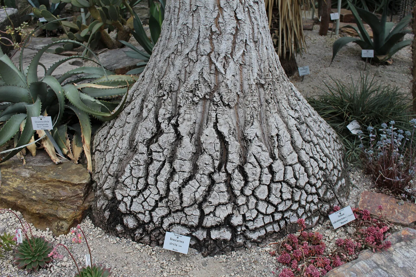 Beaucarnea stricta