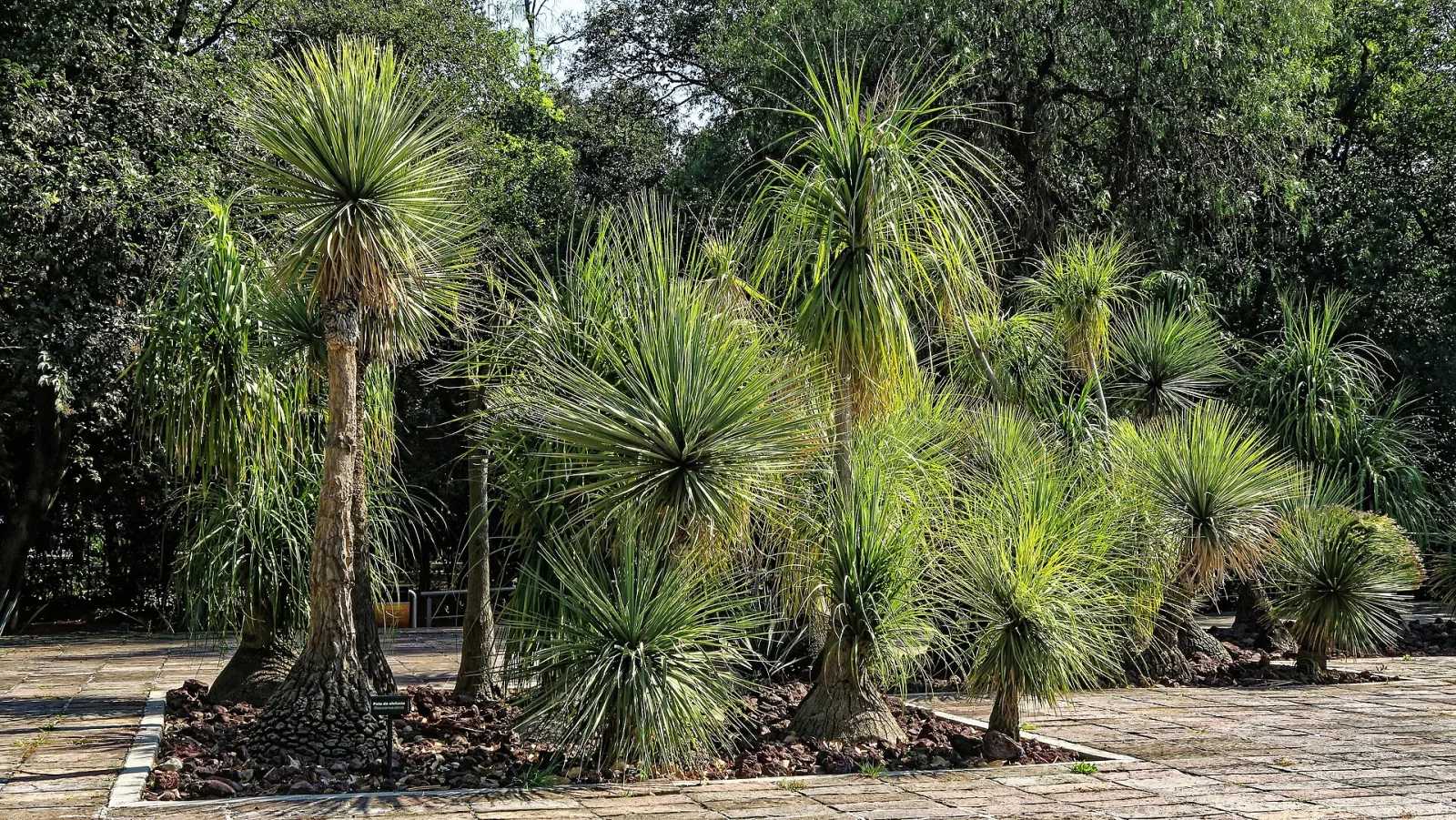 Beaucarnea stricta