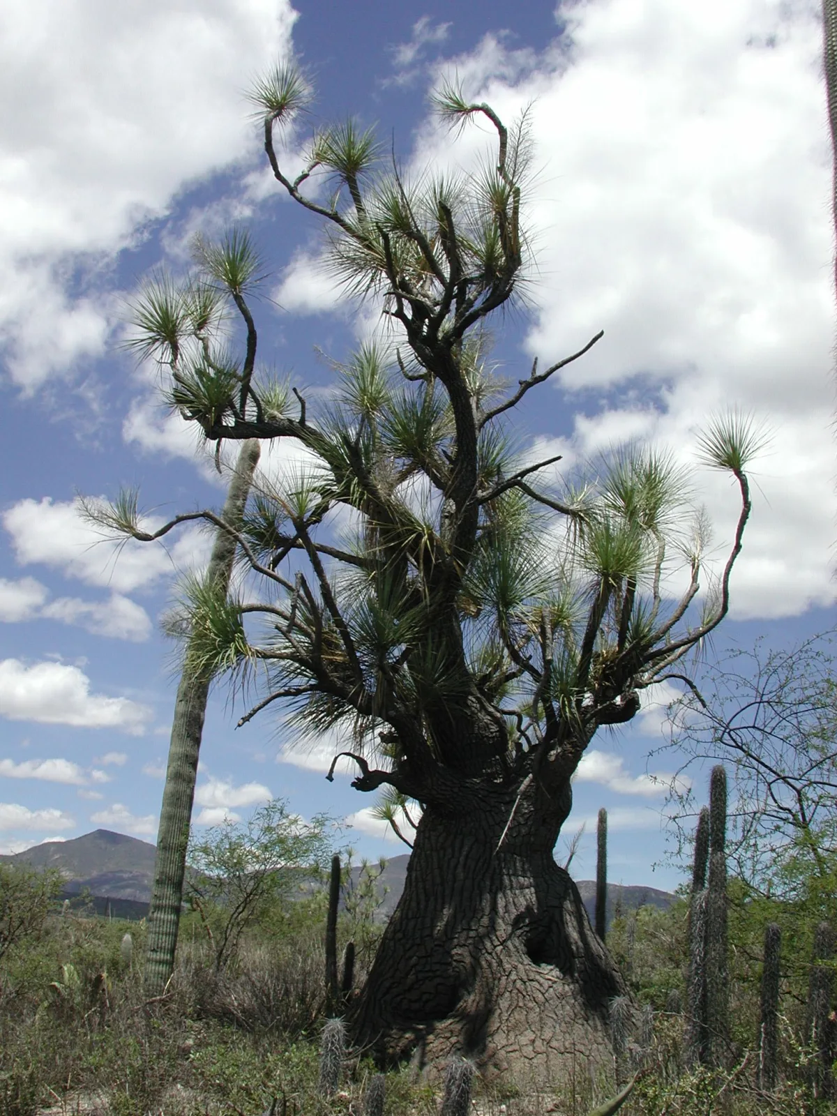 Beaucarnea gracilis