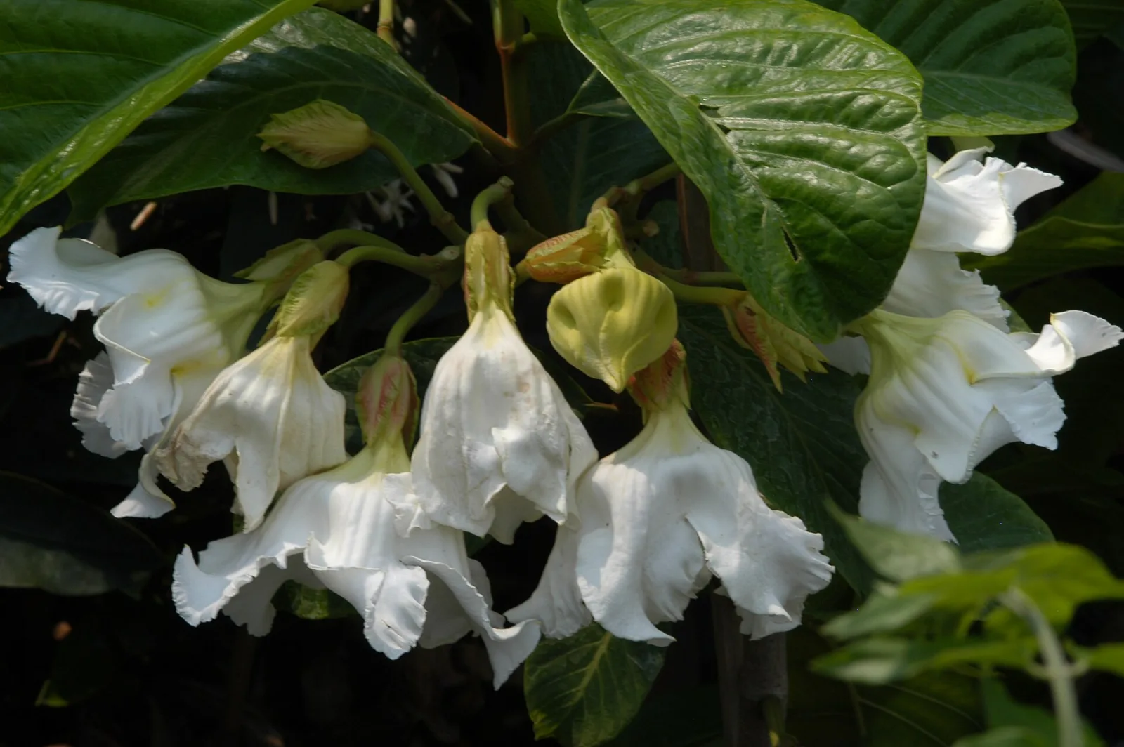 Beaumontia grandiflora