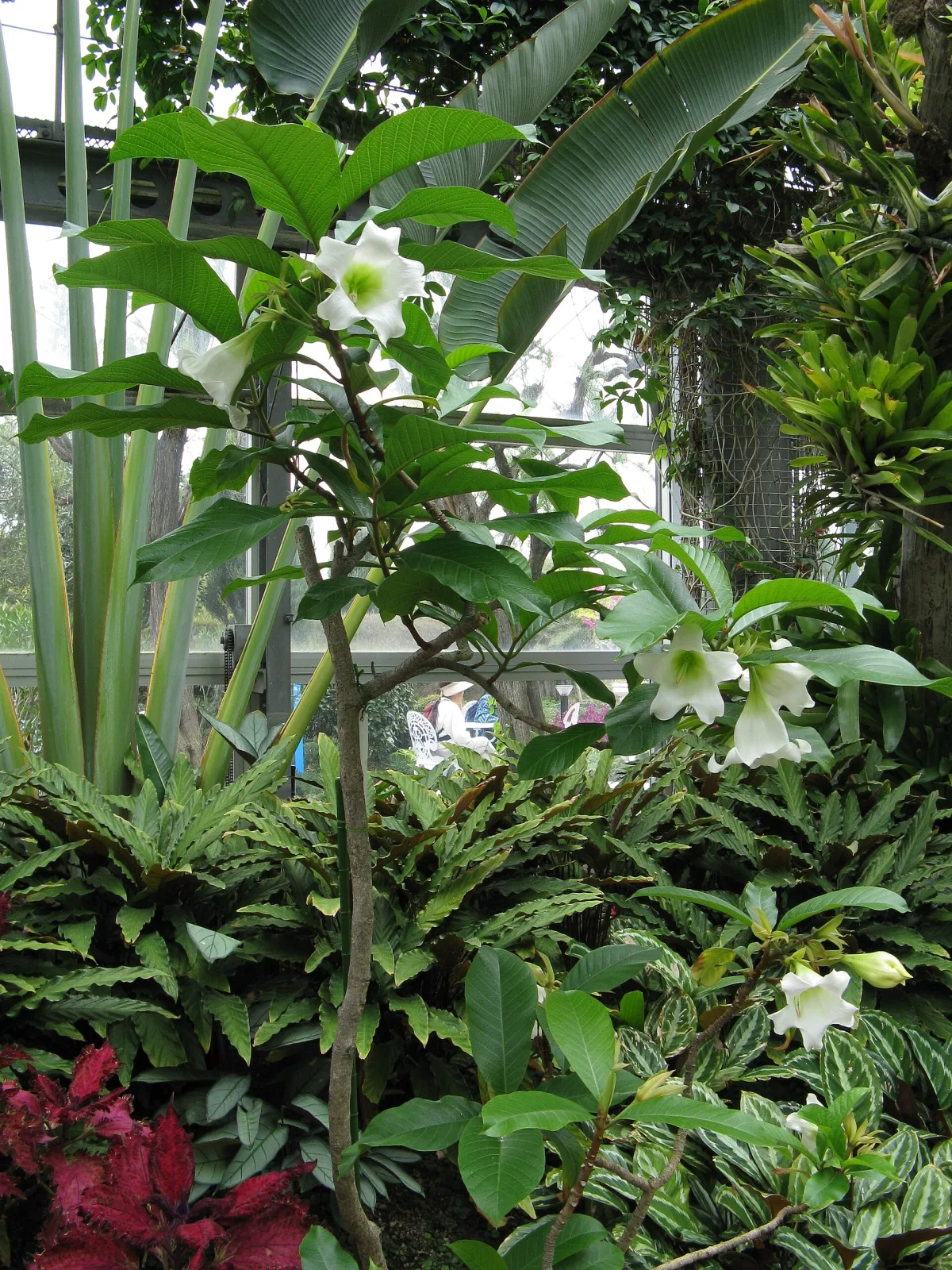 Beaumontia grandiflora