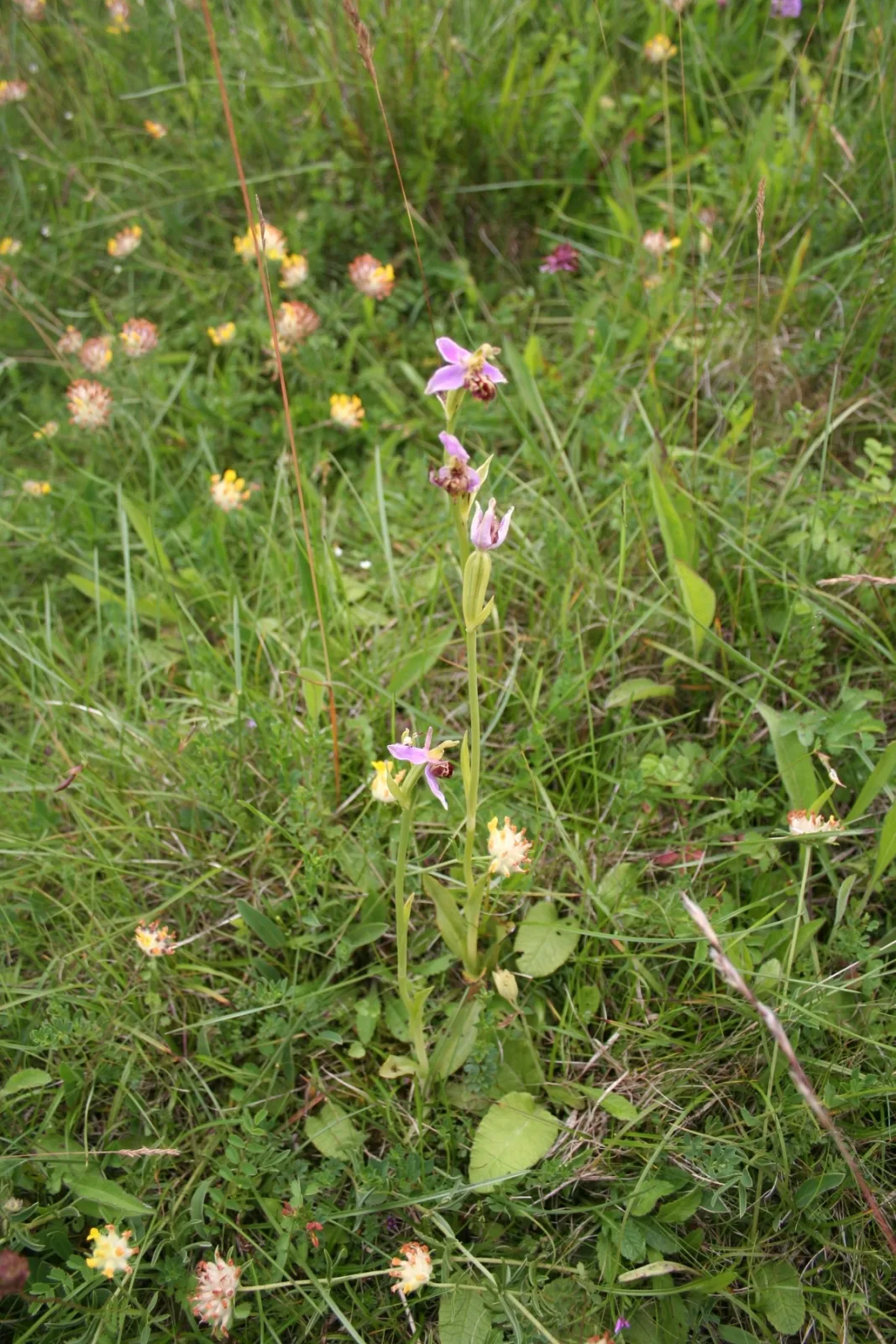 Ophrys apifera
