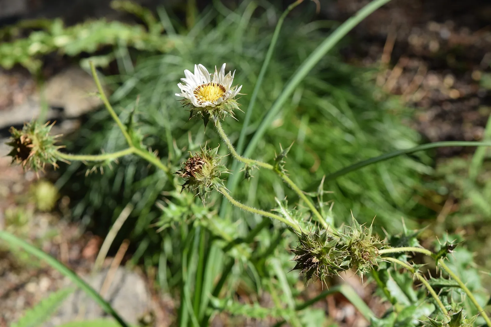 Berkheya cirsiifolia