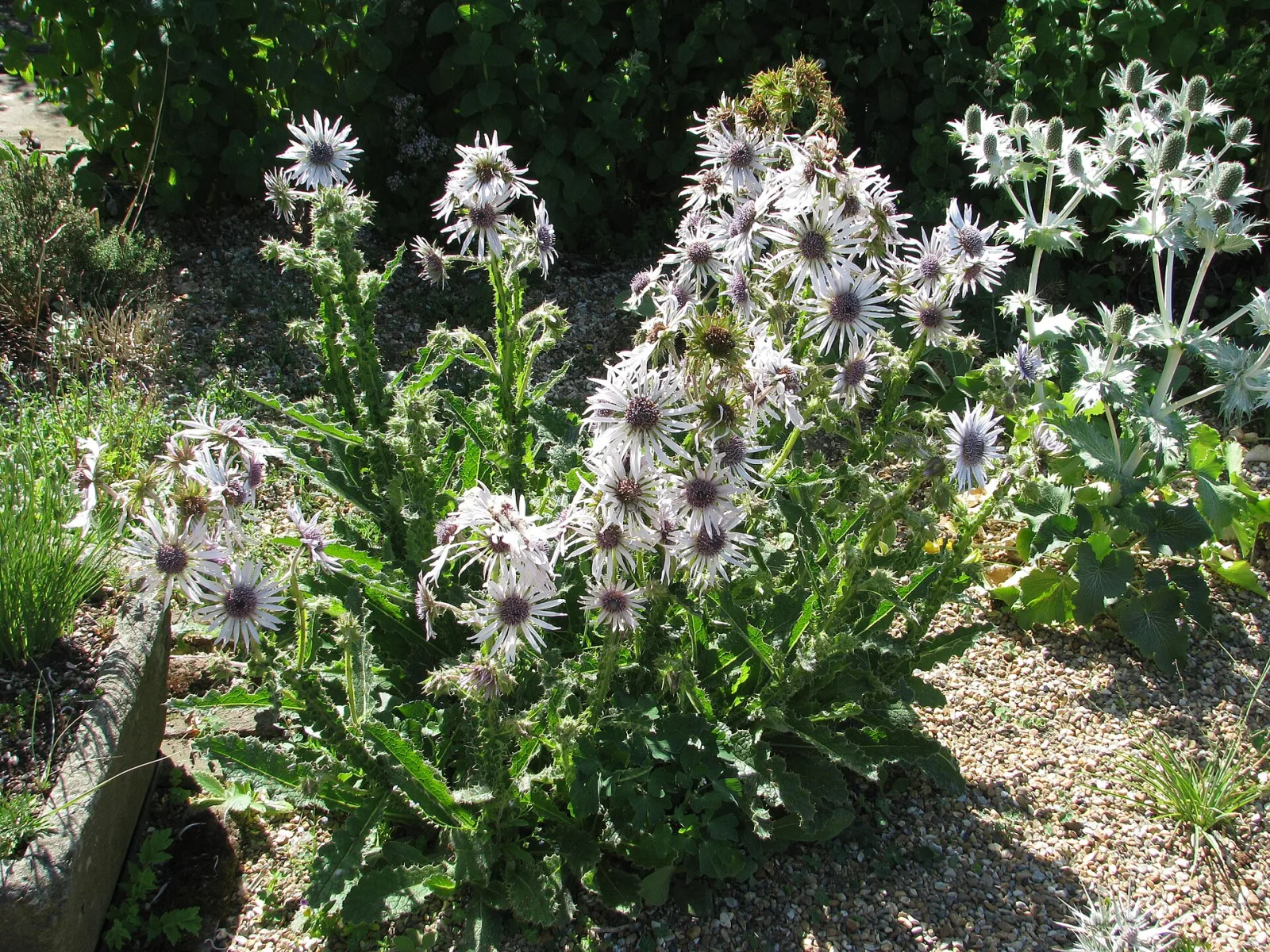 Berkheya purpurea