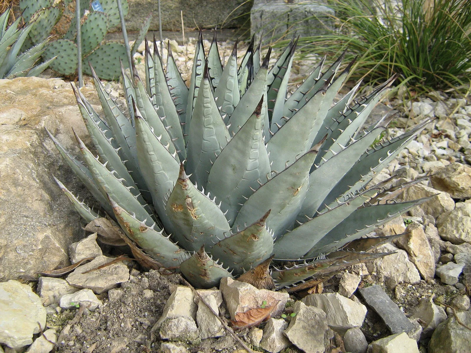 Agave neomexicana