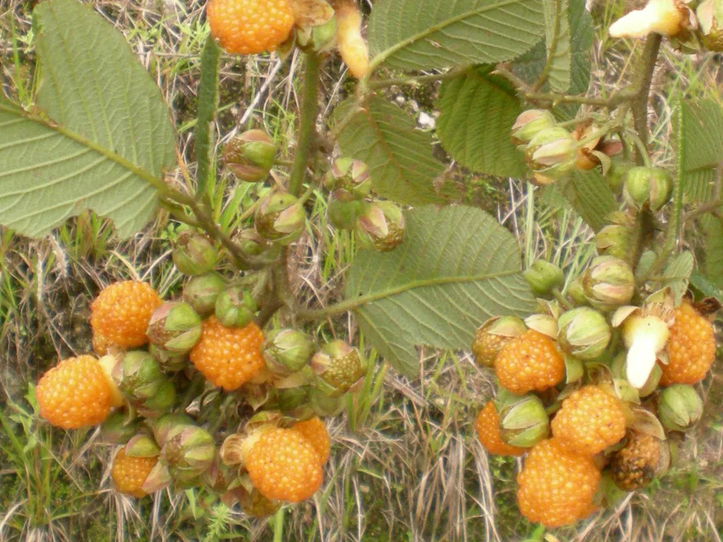 Rubus ellipticus