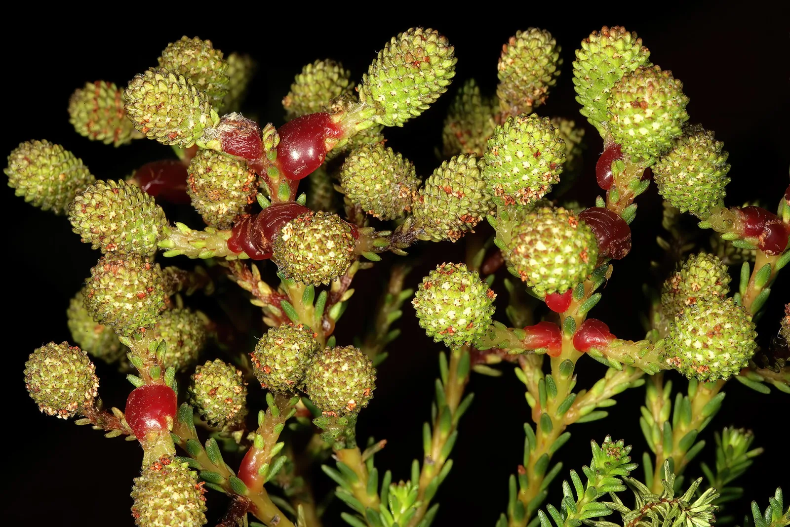 Berzelia abrotanoides