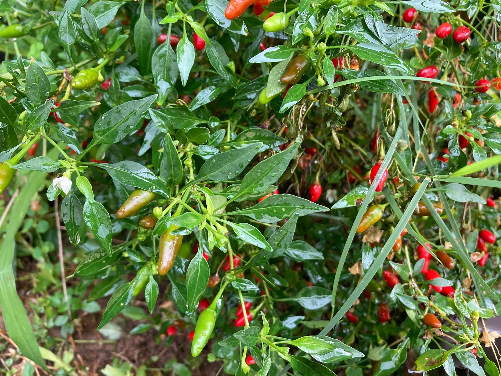 Capsicum tepin
