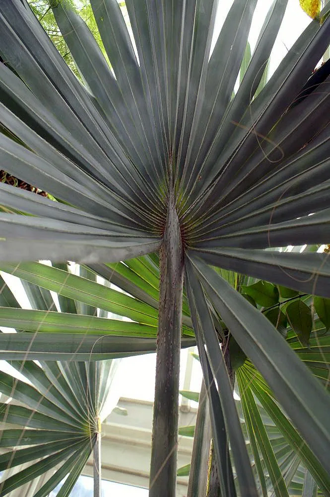 Bismarckia nobilis Silver