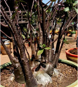 Adenium arabicum Black Knight