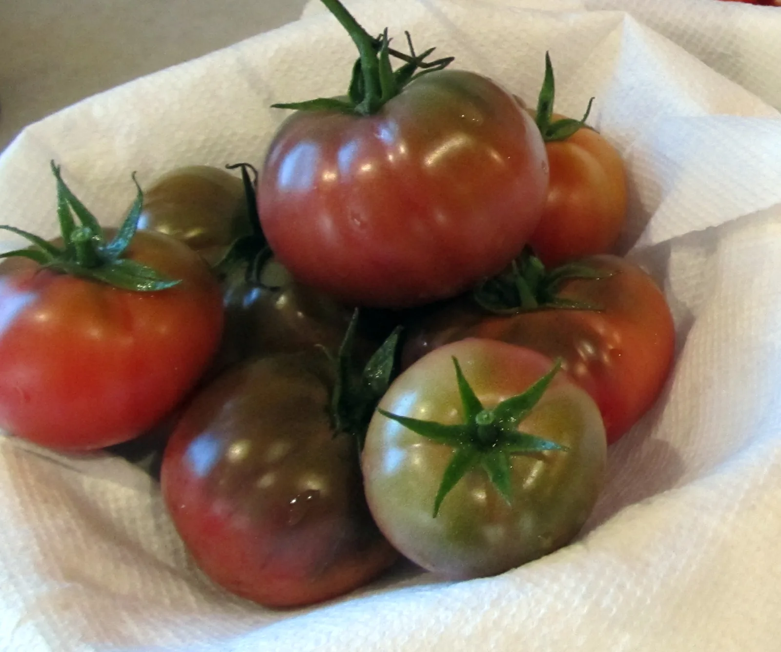 Tomate Black Krim