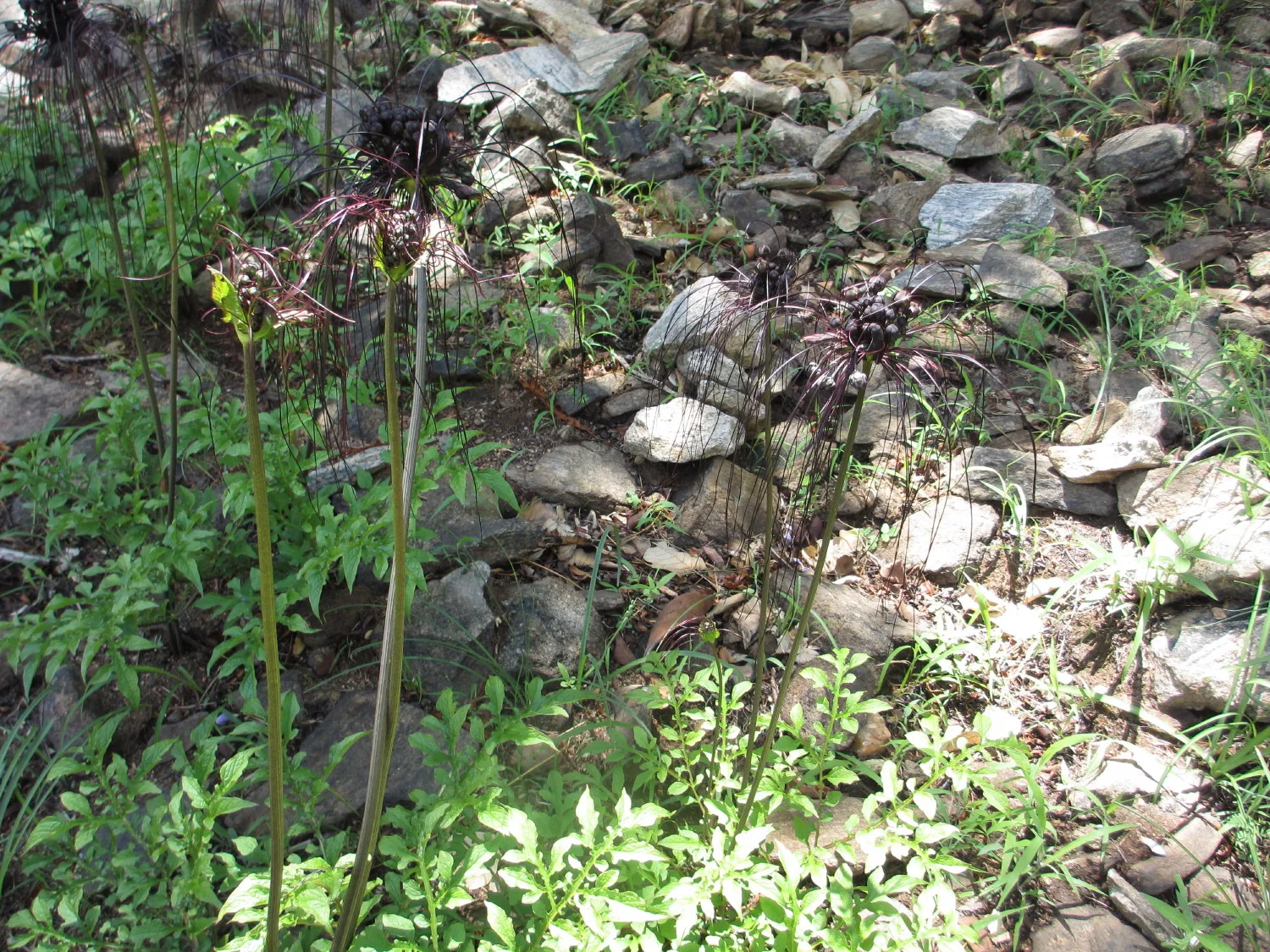 Tacca Chantrieri Black