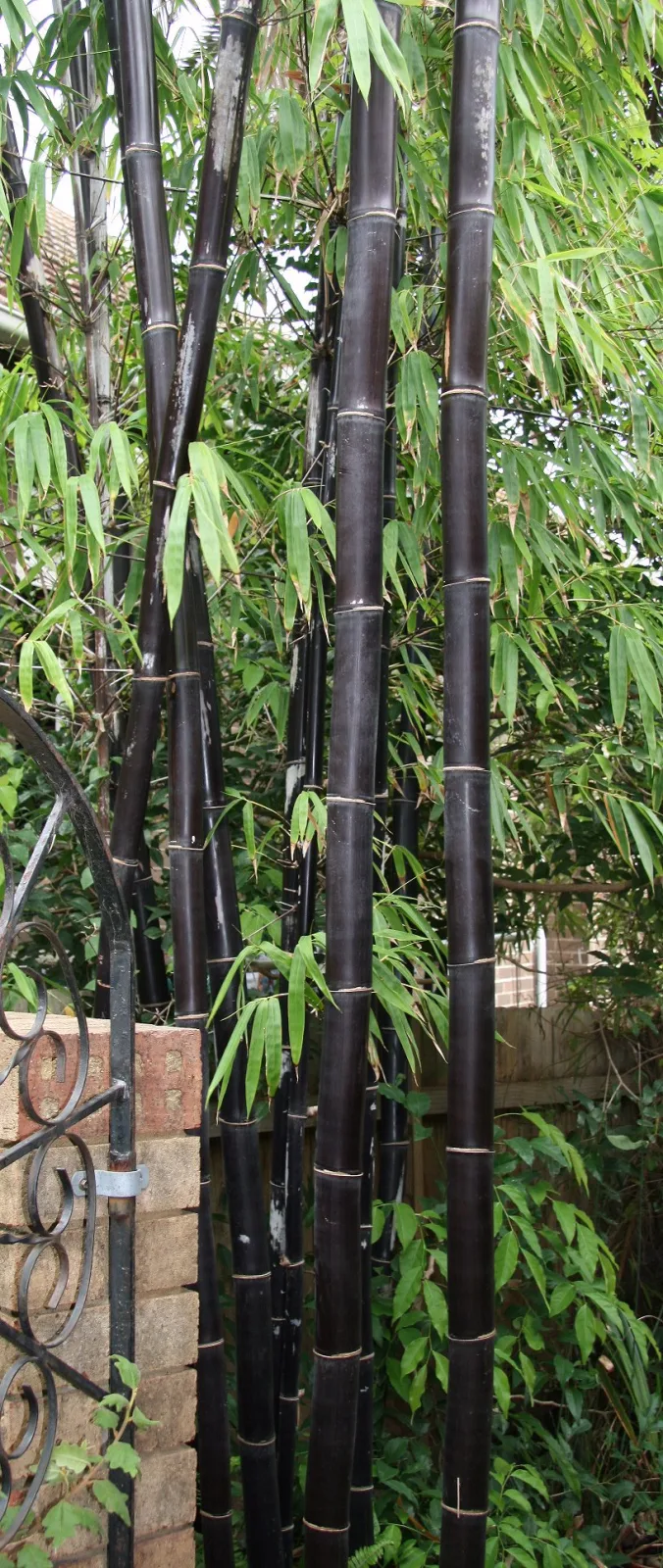 Bambusa lako
