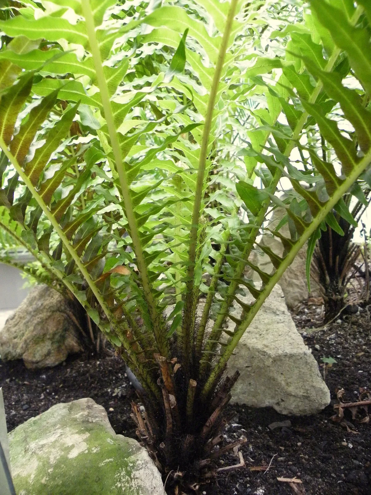 Blechnum gibbum