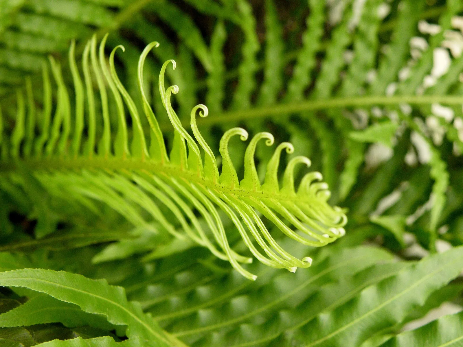 Blechnum gibbum