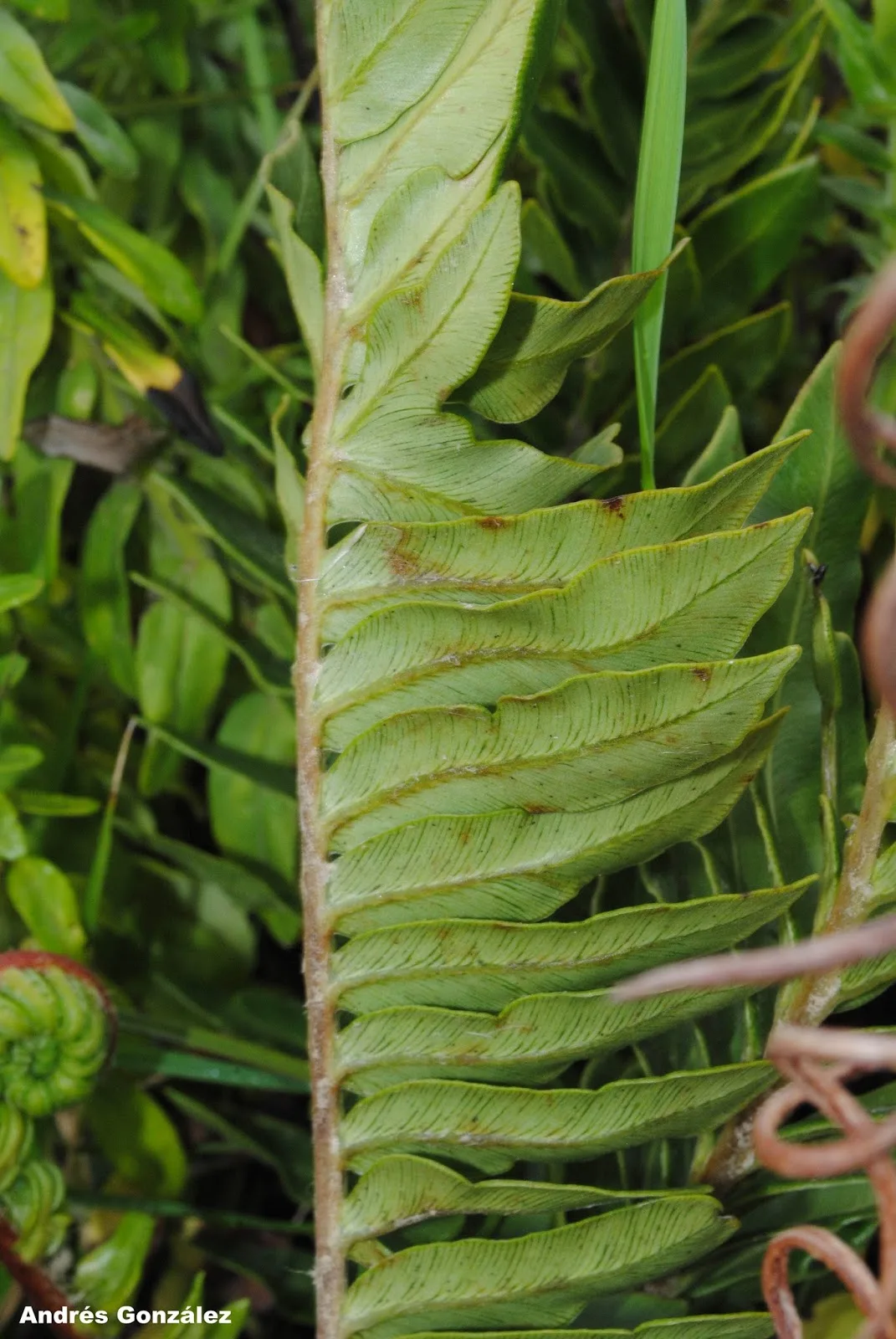 Blechnum tabulare