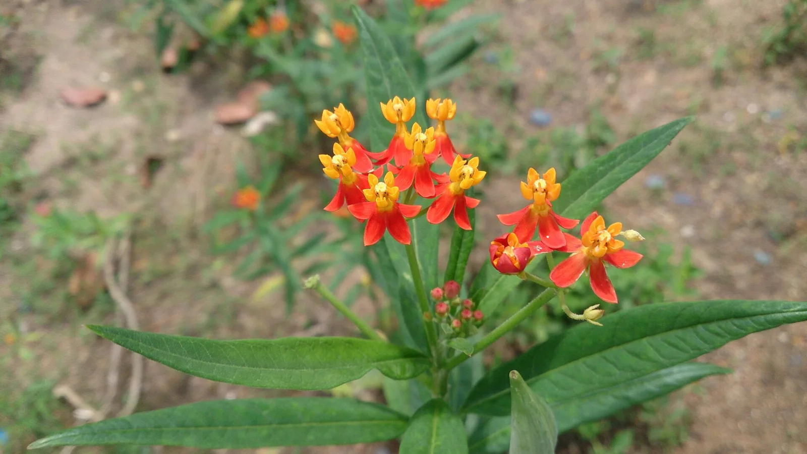Asclepias curassavica