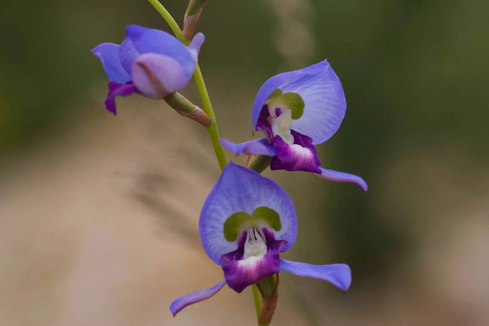 Disa graminifolia
