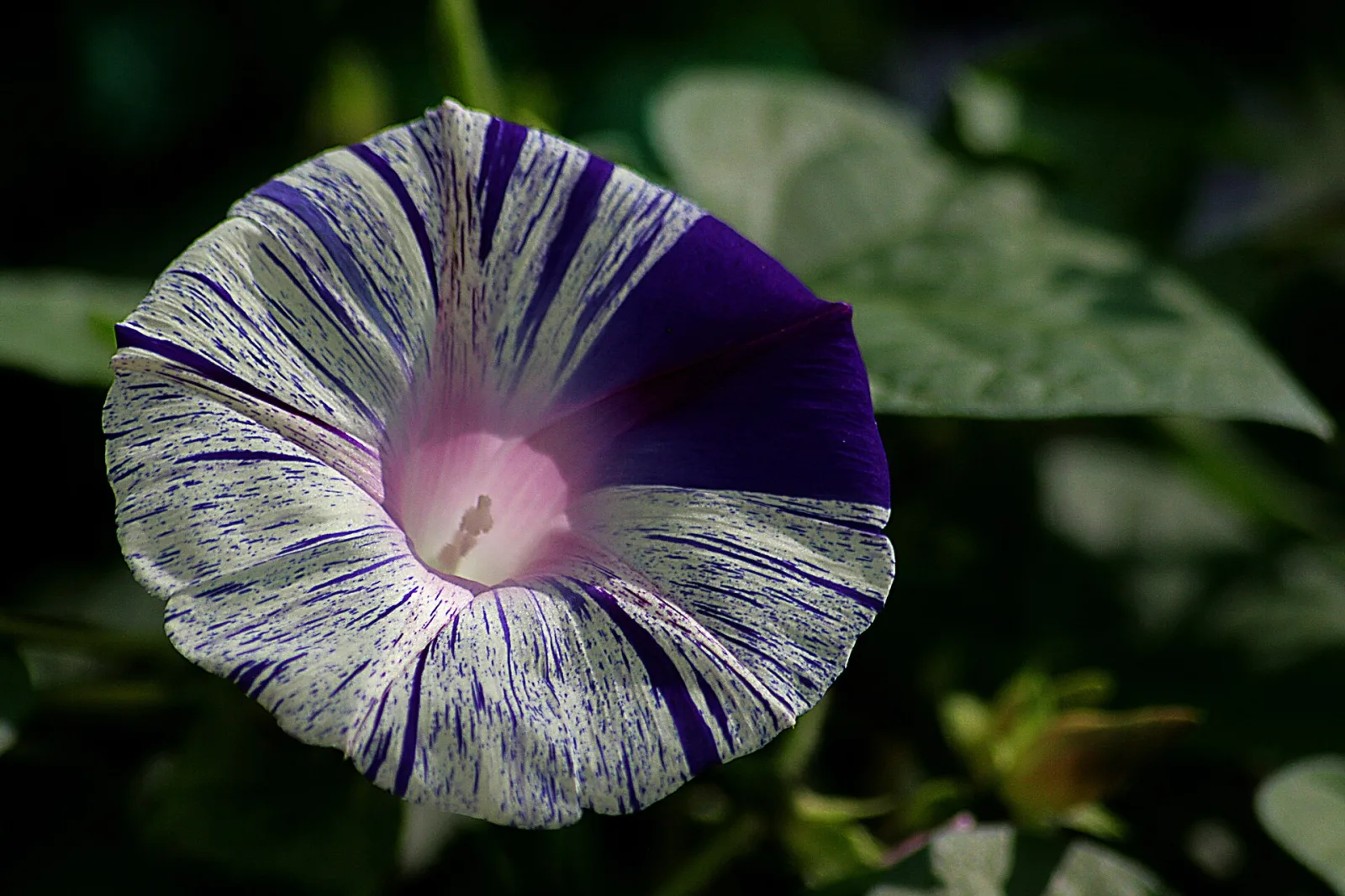 Ipomoea Purpurea Carnevale Di Venezia