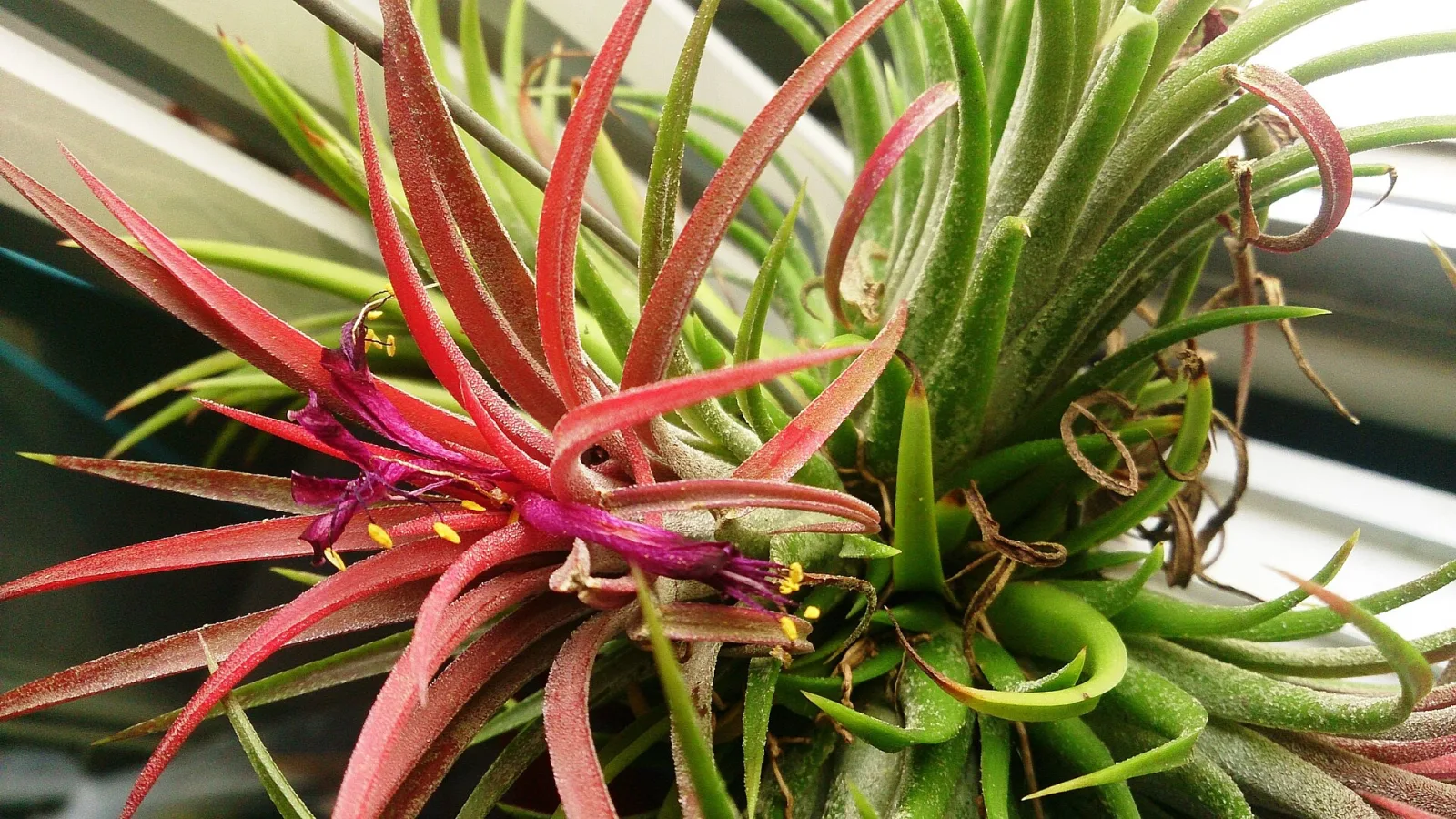Tillandsia ionantha