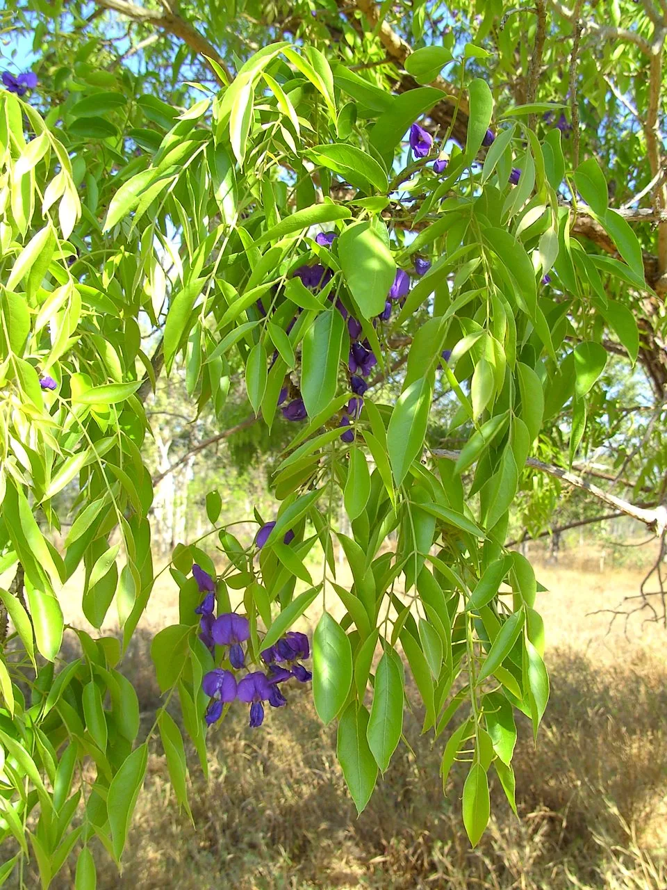 Bolusanthus speciosus