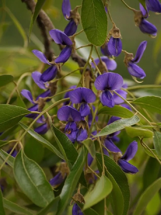 Bolusanthus speciosus