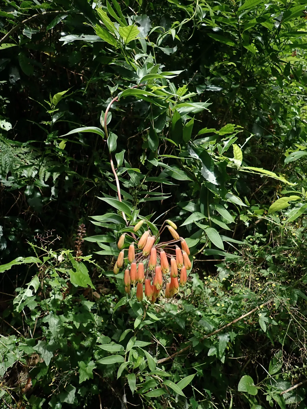 Bomarea multiflora