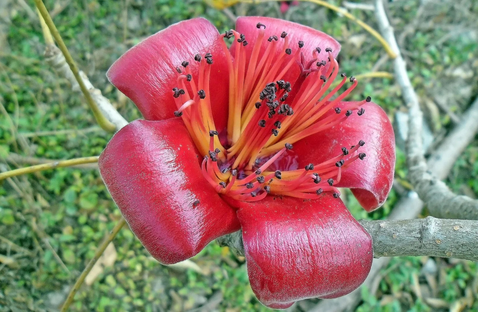 Salmalia malabarica