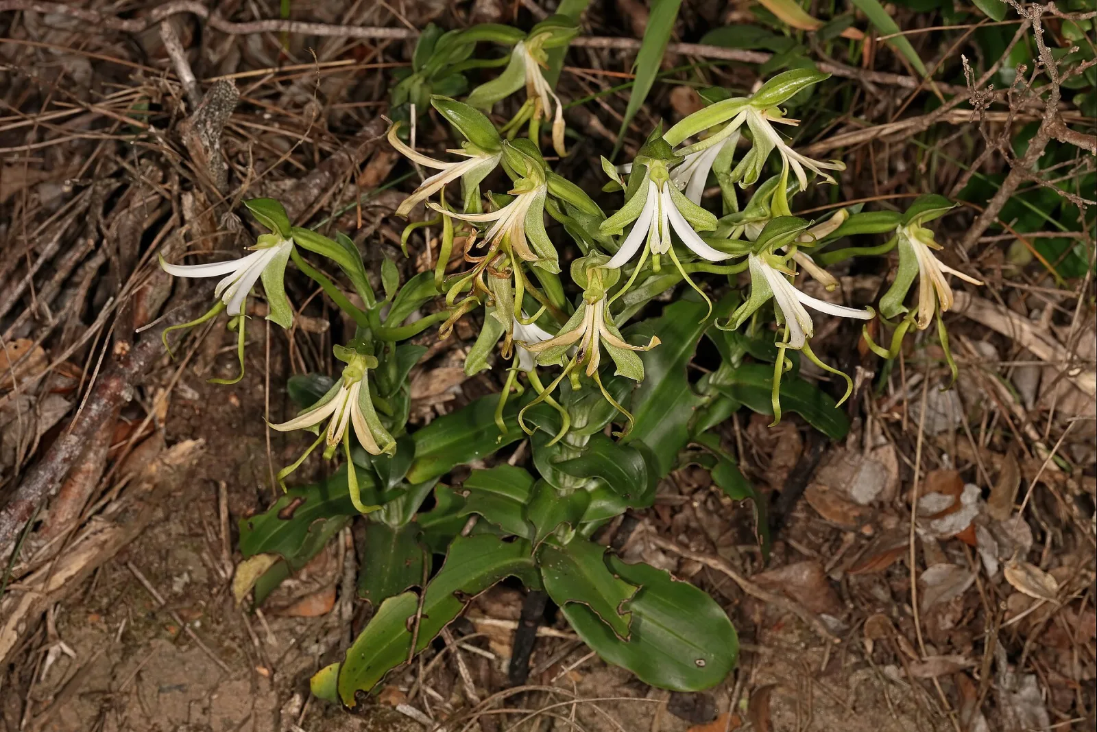 Bonatea speciosa