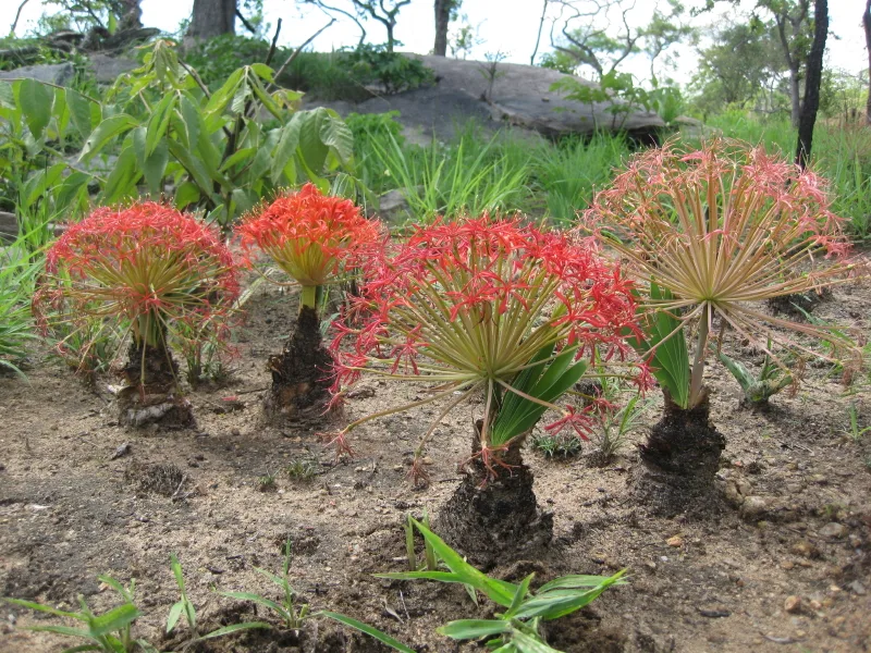 Boophane disticha