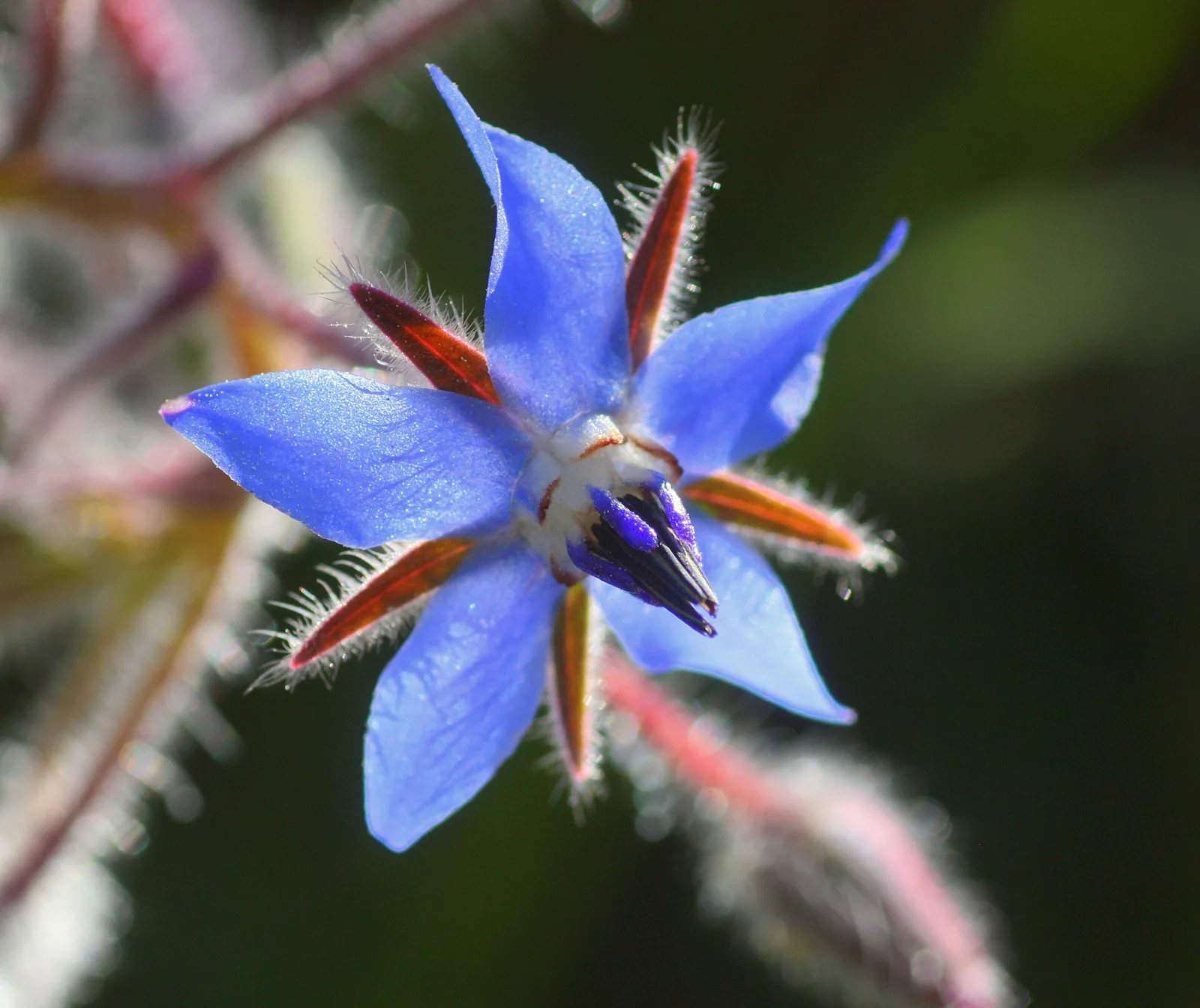 Borago officinales