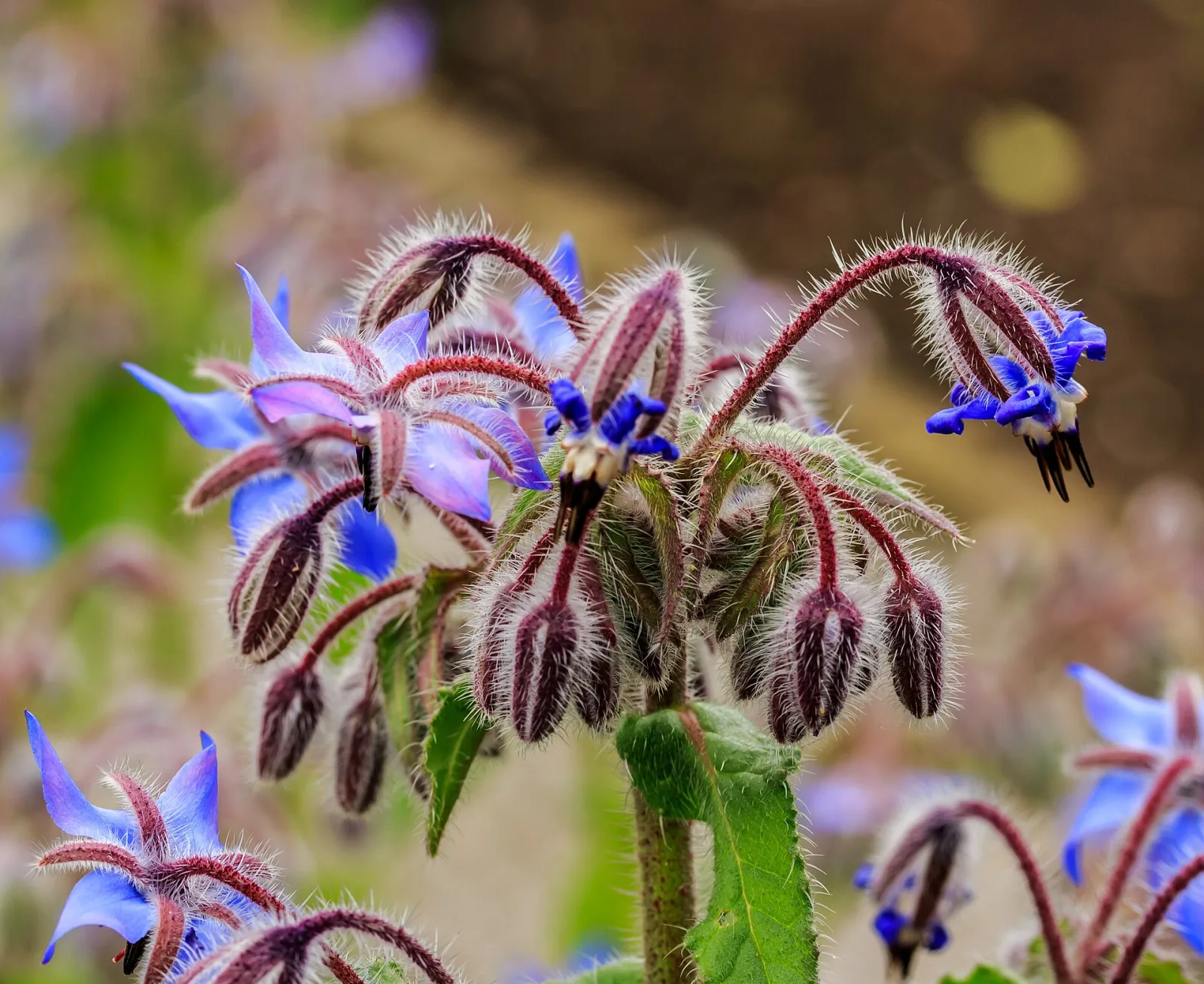 Borago officinales