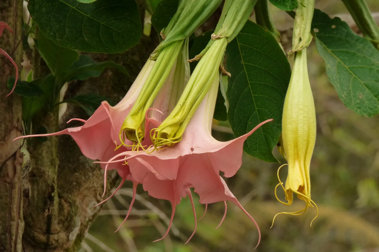 Brugmansia insignis