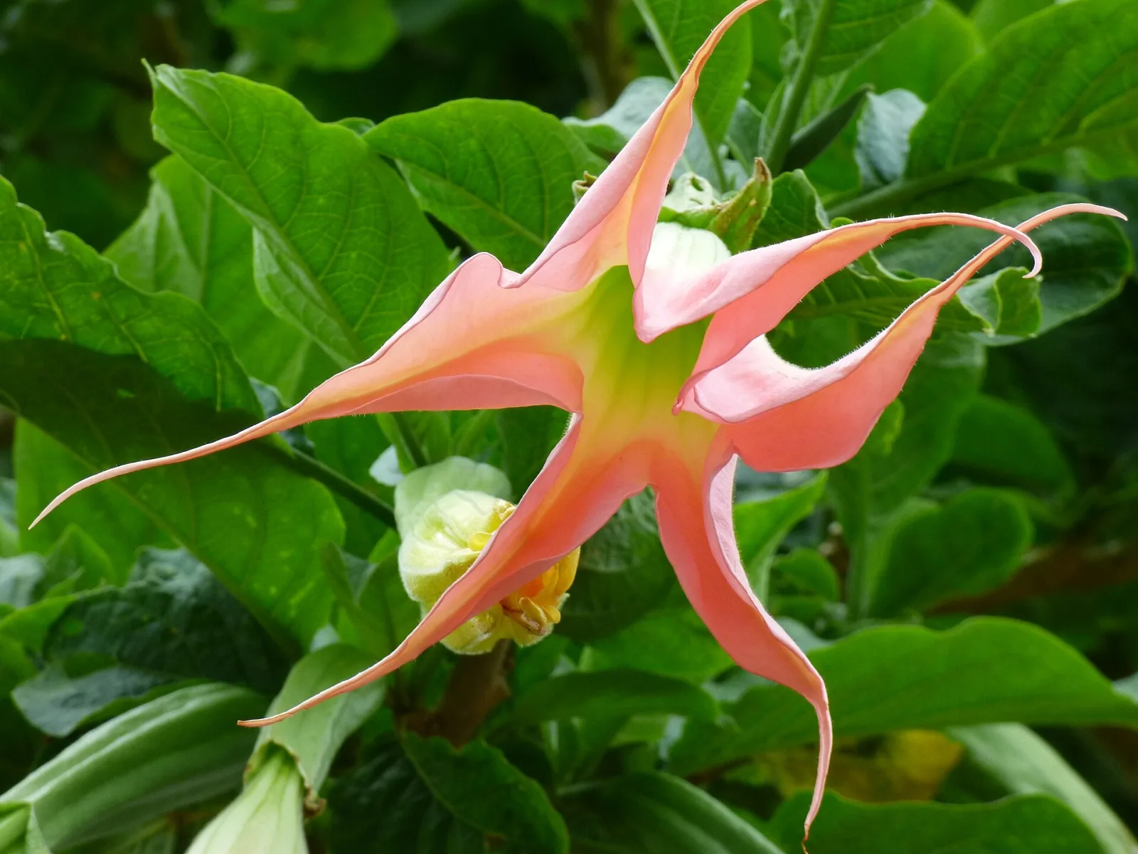 Brugmansia insignis Samen