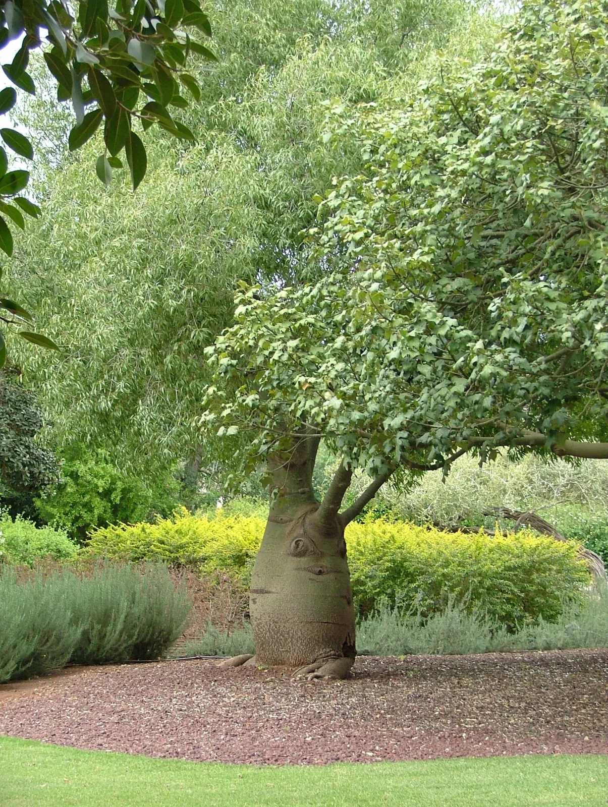 Pachypodium lealii