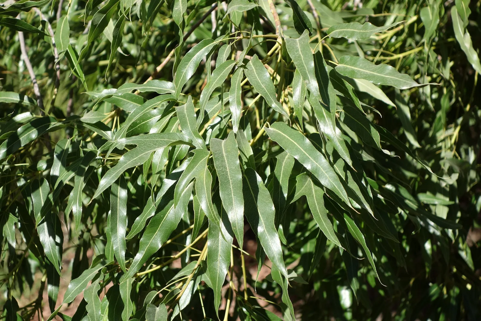 Brachychiton rupestris
