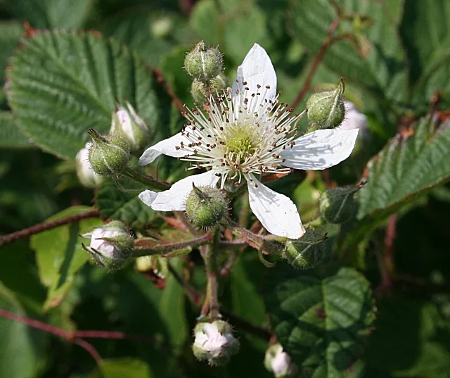 Rubus fruticosus