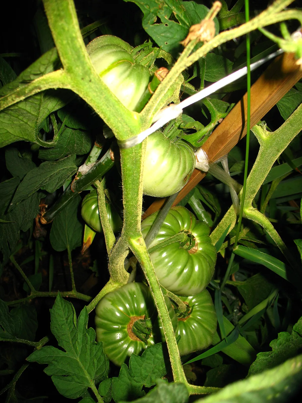 Tomate Brandywine Black Organic