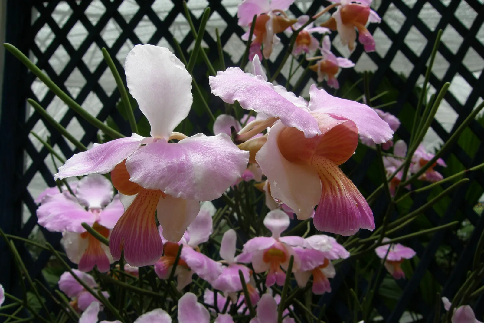 Papilionanthe teres