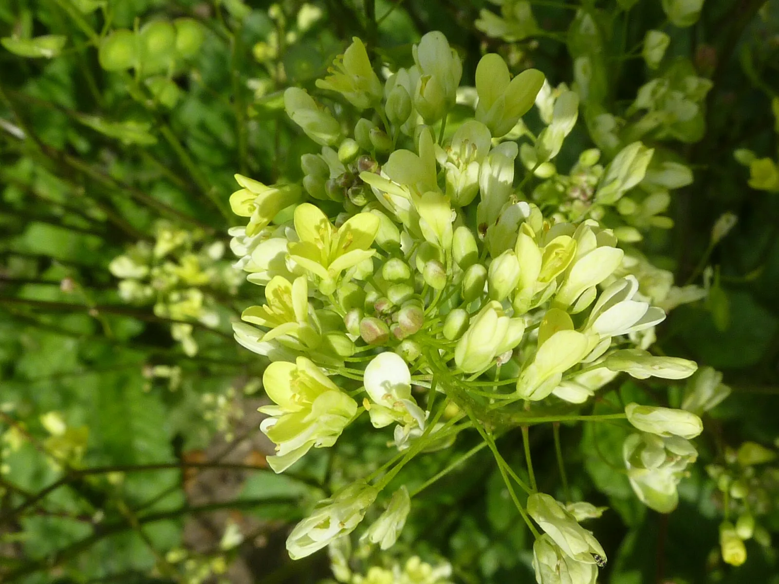 Brassica nigra