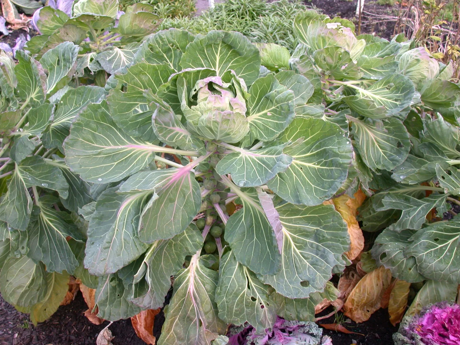 Brassica oleracea