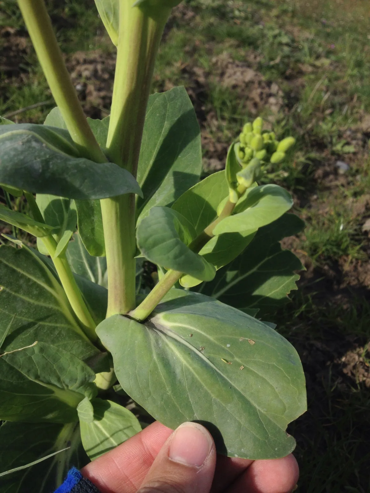 Brassica rapa