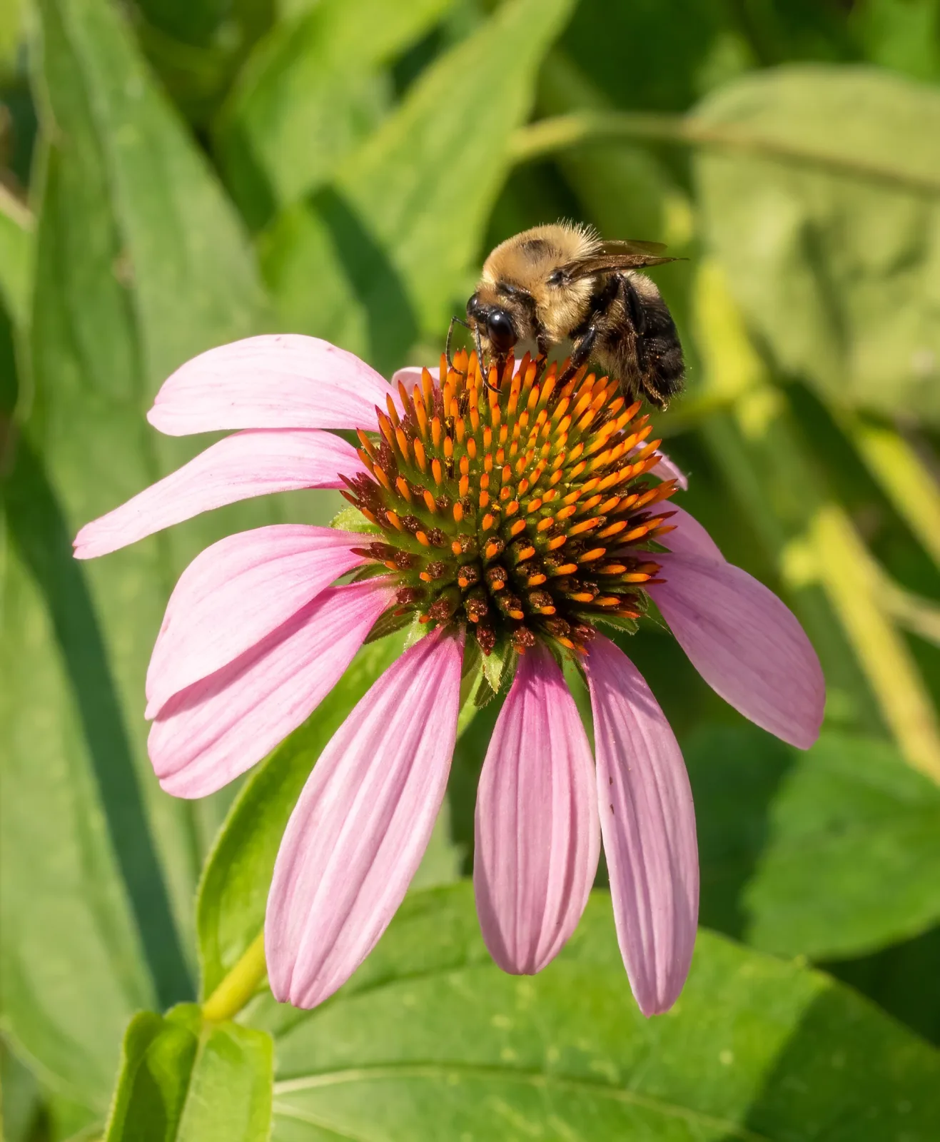 Echinacea purpurea